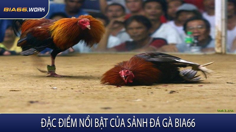 Đặc Điểm Nổi Bật Của Sảnh Đá Gà BIA66