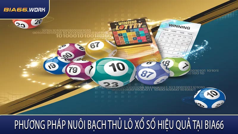 Phương Pháp Nuôi Bạch Thủ Lô Xổ Số Hiệu Quả Tại BIA66